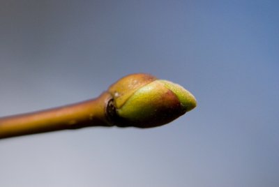 Tilia miqueliana - lípa miquelova - pupen